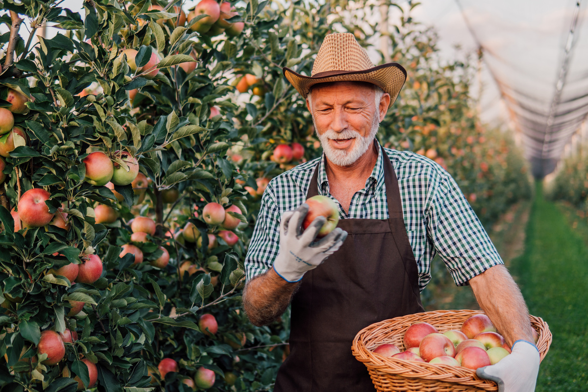 Farmer picking apples