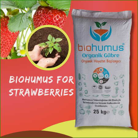 for strawberries
Biohumus Organic Fertilizer 25 Kg