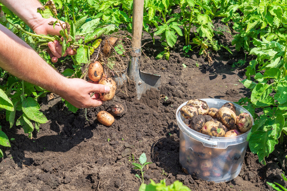 The farmer harvests potatoes in the garden. Close-up of the hand