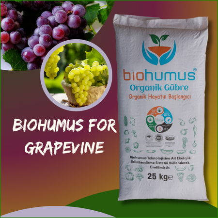 Grapes - For Vine
Biohumus Organic Fertilizer 25 Kg