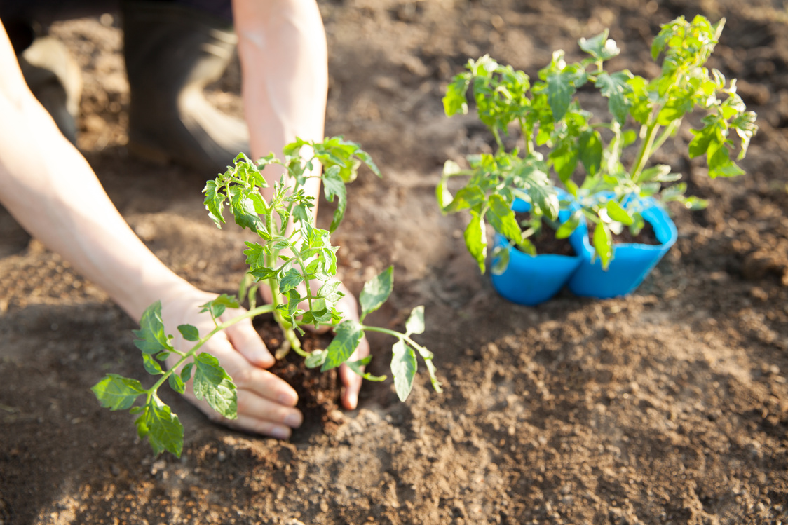 planting tomatoes