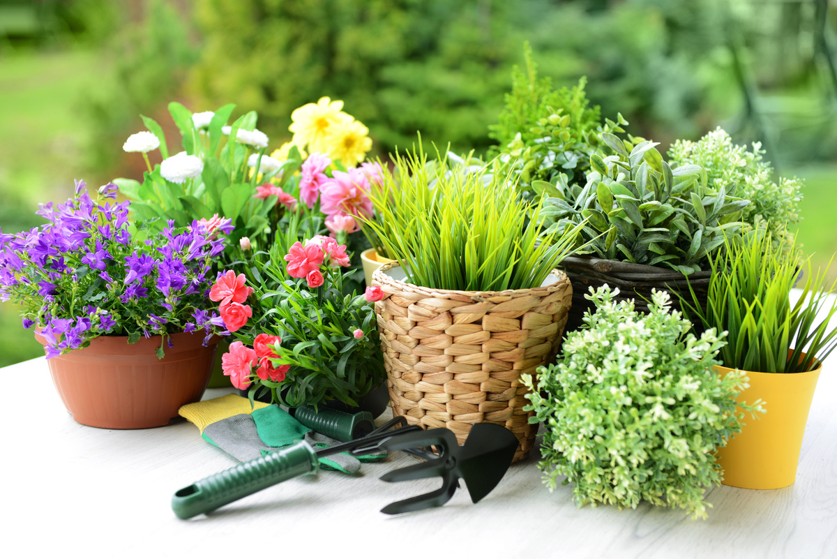 plants in pots